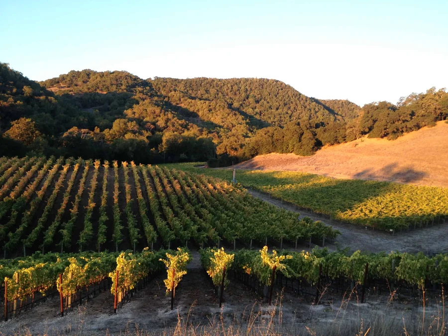 Vineyard rows in autumn colour running up to the hills at first light.