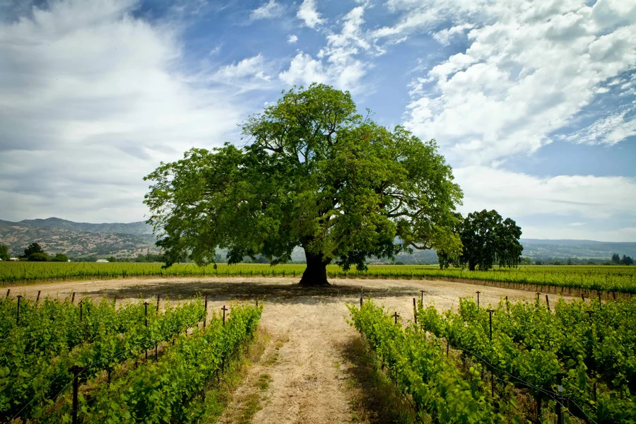 A large solitary oak standing at the end of a dirt track between vineyard rows.