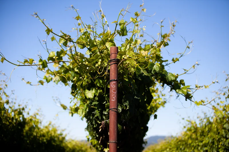 A single vine trained on a wooden stake, backlit at the end of the day.